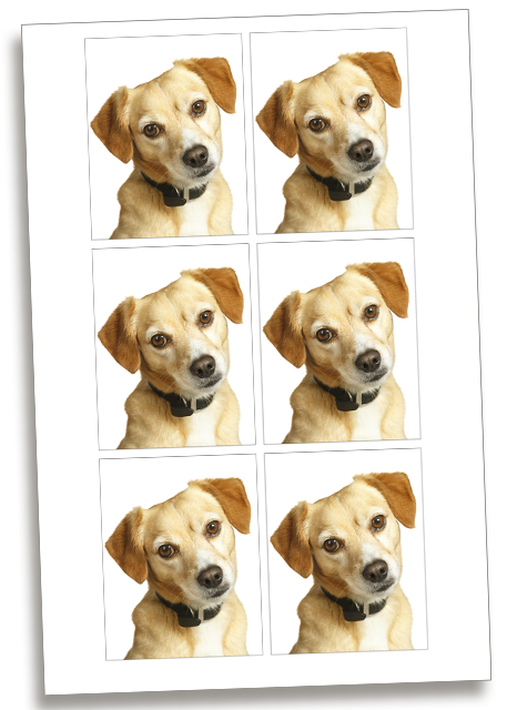 Identité_6 photos d'identité